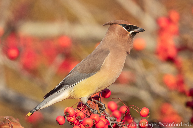 waxwing